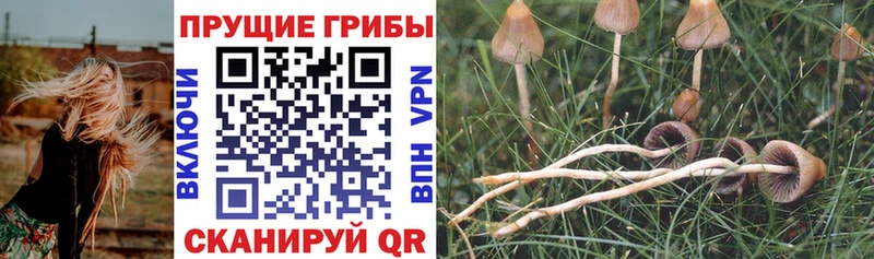 Купить  Егорьевск  Галлюциногенные грибы Psilocybe 